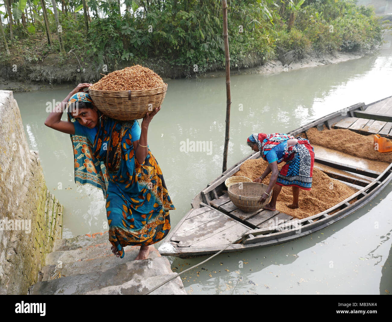 Frauen gesehen Reis Entladen vom Boot aus. Im Delta der Flüsse Ganga (Padma), Brahmaputra und Meghna Menschen leben auf dem Wasser. Bereich rund um die Stadt Banaripara mit Wasser geflutet wird. Die Menschen leben in Dörfern am Ufer des Flusses. Kein Straßenverkehr ist möglich. Nur Wasser und Schiffe verbinden Sie mit dem Rest der Welt. Aber die Gegend ist sehr lebhaft. Die Landwirte beim Anbau von Obst, Gemüse, Reis und Getreide auf 2 700 Quadratkilometer Land unter den Fluss. Anbieter besuchen ihre Kunden auf Booten. Schwimmende Märkte mit Gemüse, Obst, Reis oder Holz sind in diesem Bereich. Menschen bauen Schiffe Stockfoto