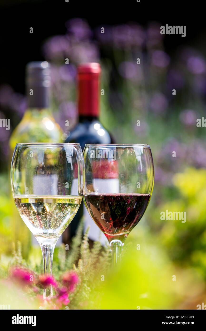 Rot- und Weißwein in Gläsern mit Flaschen im Hintergrund unter den Blumen mit Lavendel Stockfoto