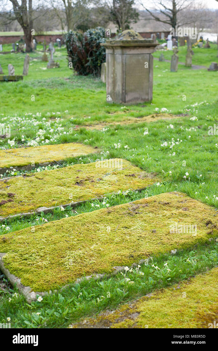 Bewachsene Gräber und Tombstone in der historischen Kirche aus dem 11. Jahrhundert von St Eata, an atcham Shropshire England, am Fluss Severn Stockfoto