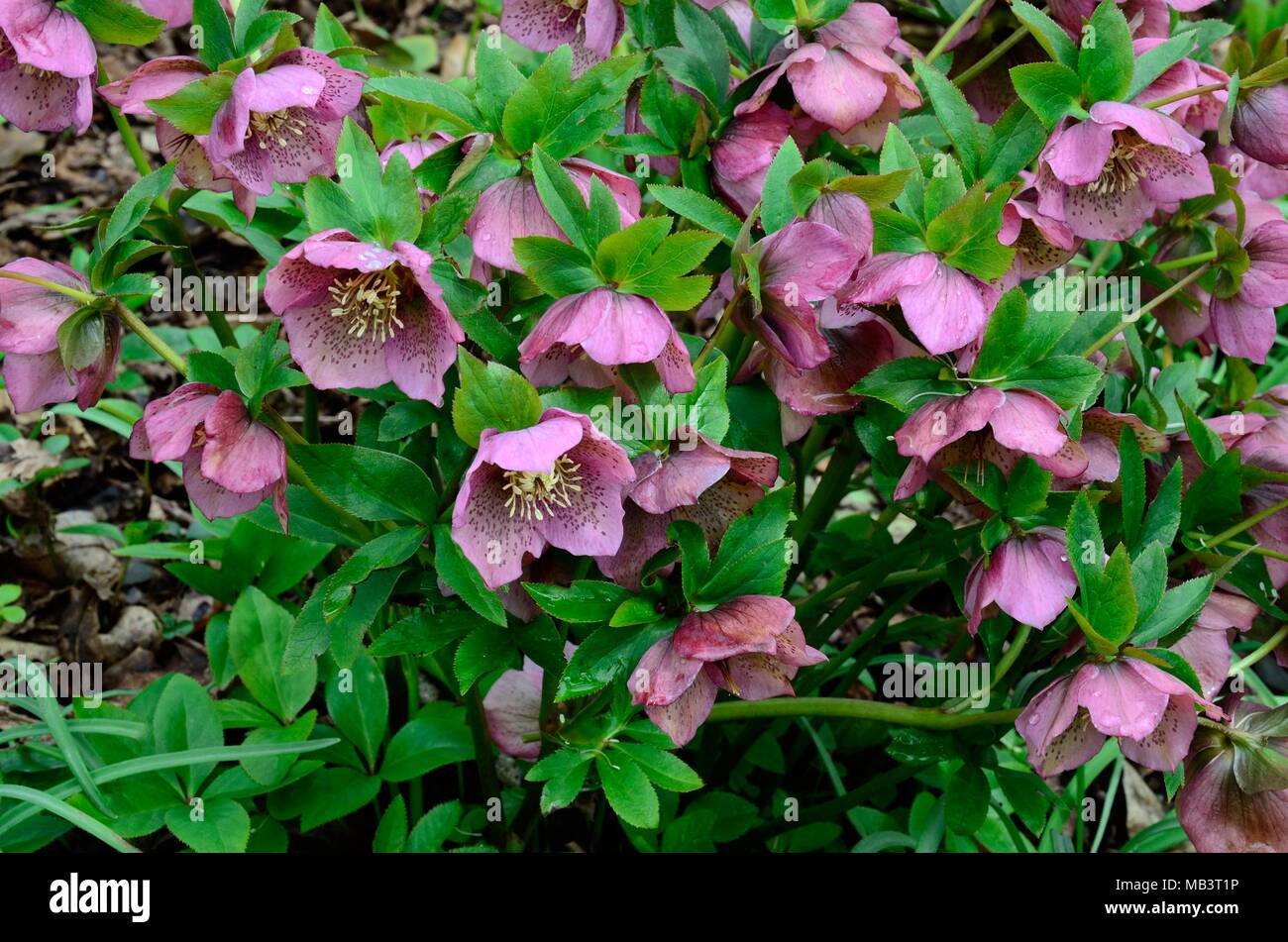 Helleborus orientalis Lenten rose Christrose christrosen Blumen Stockfoto
