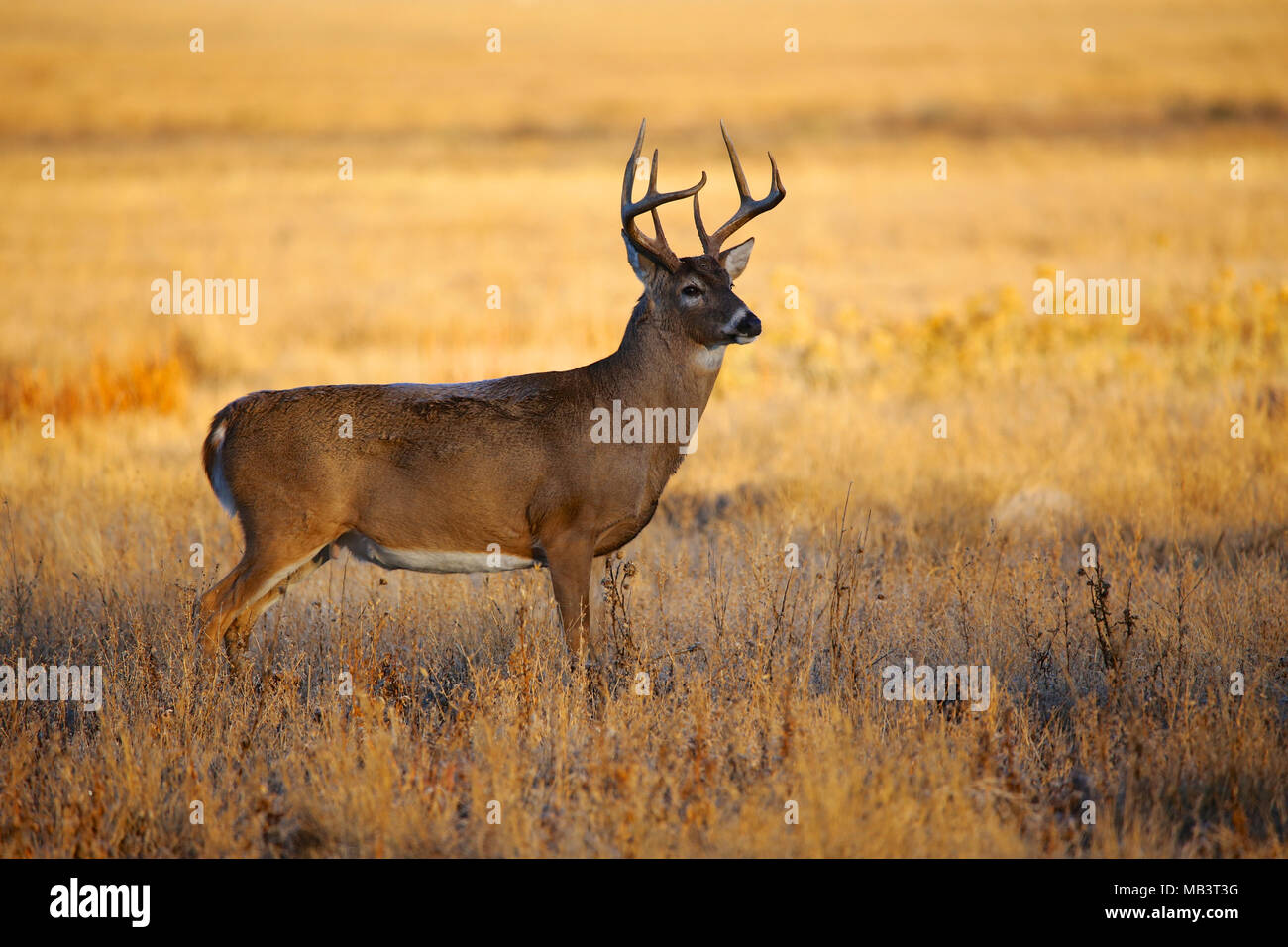White tailed deer Buck im Feld Stockfoto