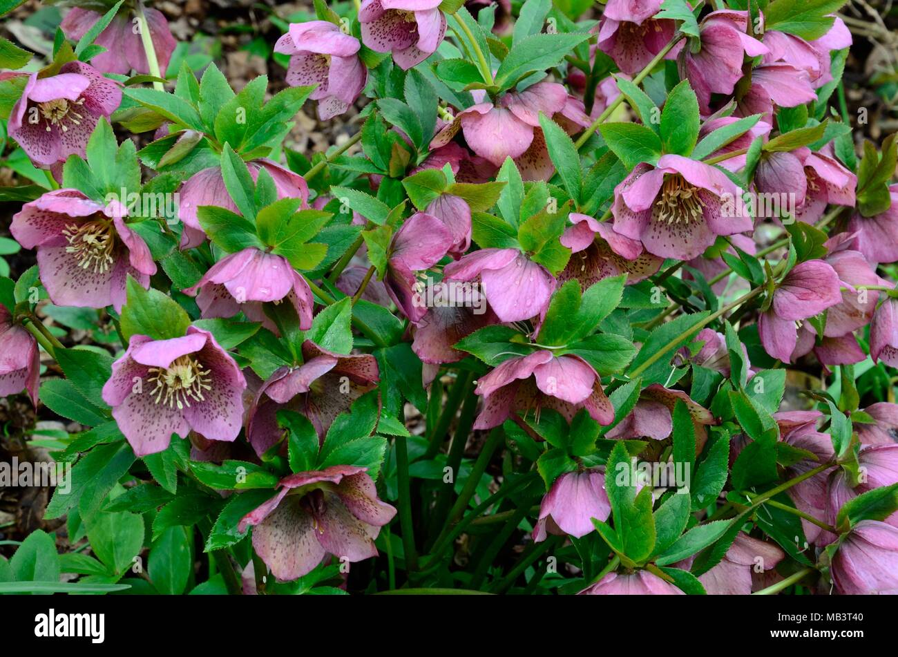 Helleborus orientalis Lenten rose Christrose christrosen Blumen Stockfoto