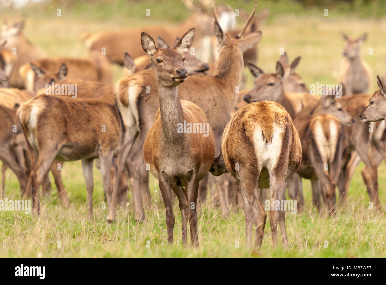 Eine Herde von captive Rotwild, Cervus elaphus, während der Brunftzeit. 16. Oktober 2010. Stockfoto