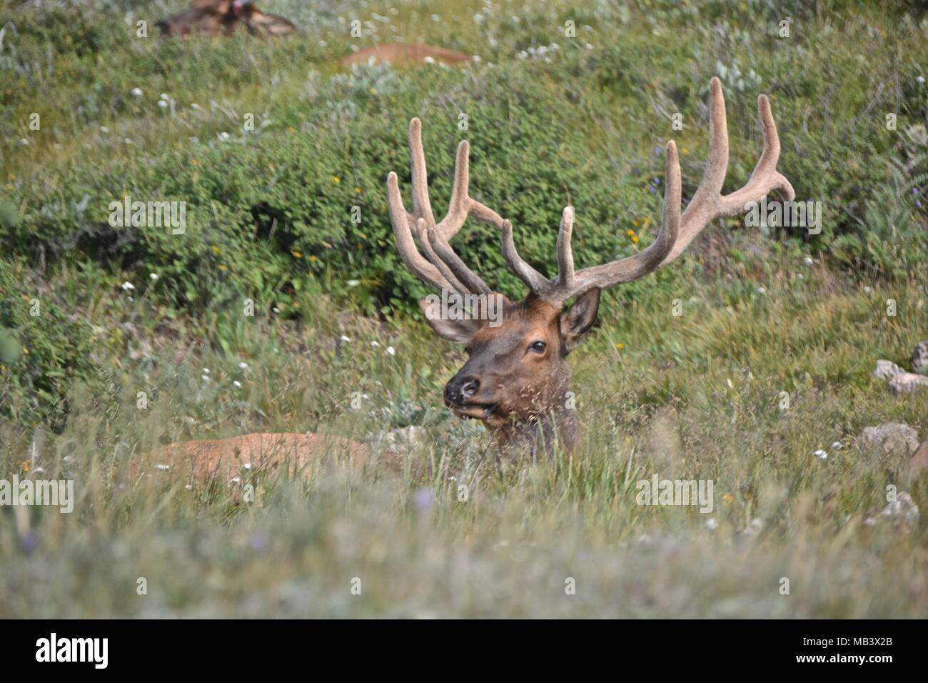 Longs peak Stockfoto