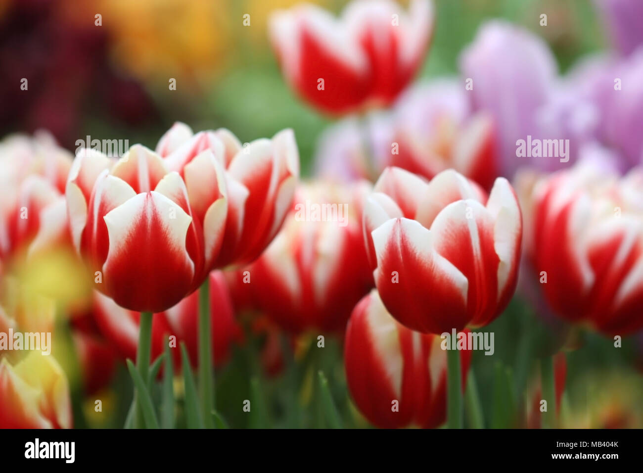 Tulpen rot mit weißer Blüte. Schönes helles Blume Hintergrund horizontal. Tulipa. Familie Liliaceae. Stockfoto