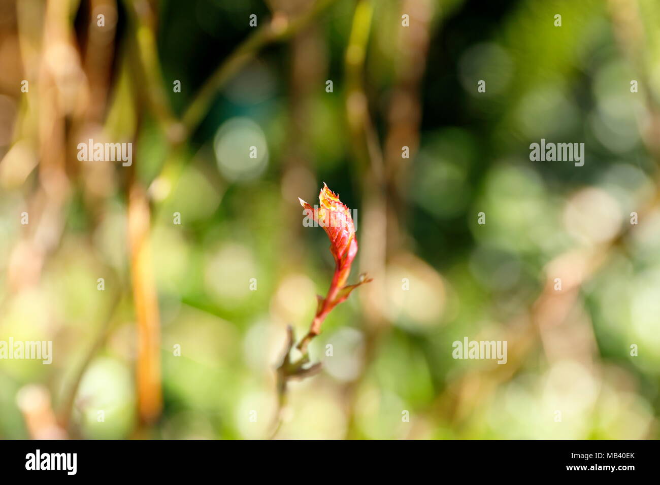 Rosenknospen Stockfoto