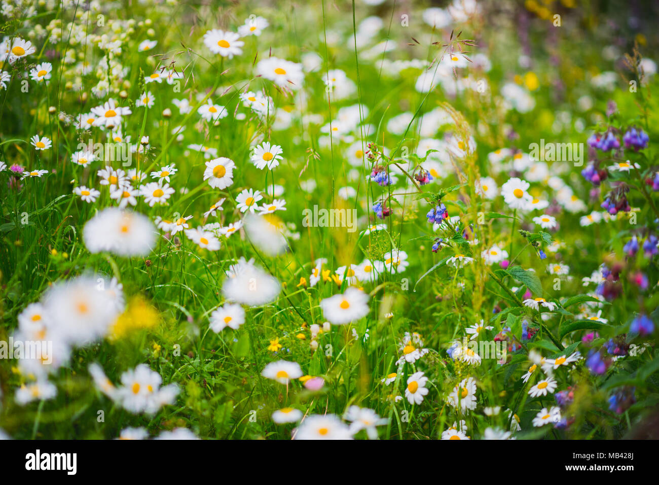 Wildblumen und Gras auf einer Frühlingswiese. Frische gänseblümchen Blüte Stockfoto