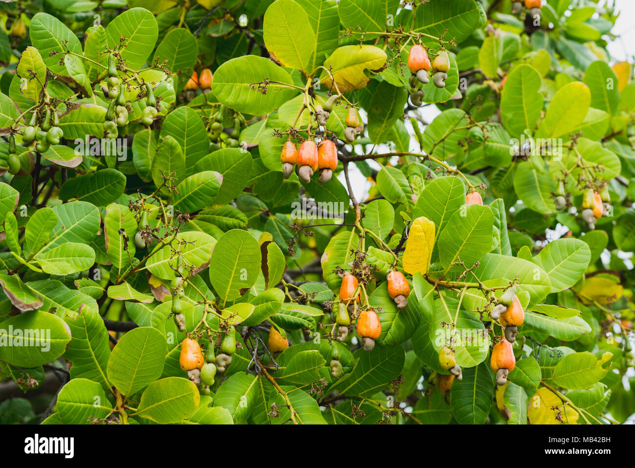 Cashewnuss Baum voller Früchte Stockfoto