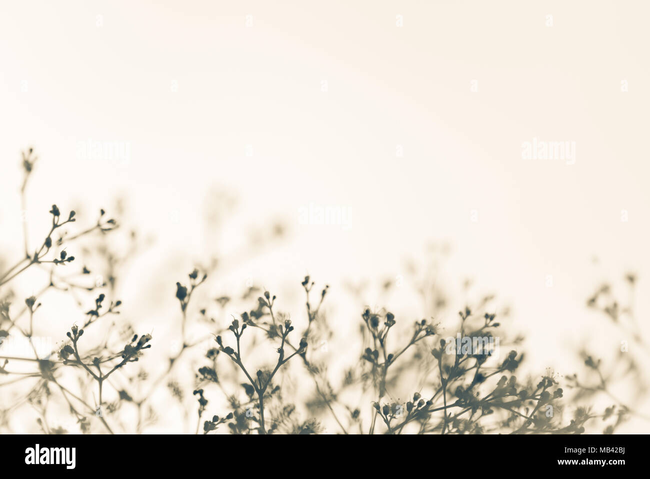 Natur vegetation Hintergrund mit zarten zerbrechlichen Zweige voller weiches Licht. Viel Platz kopieren Stockfoto