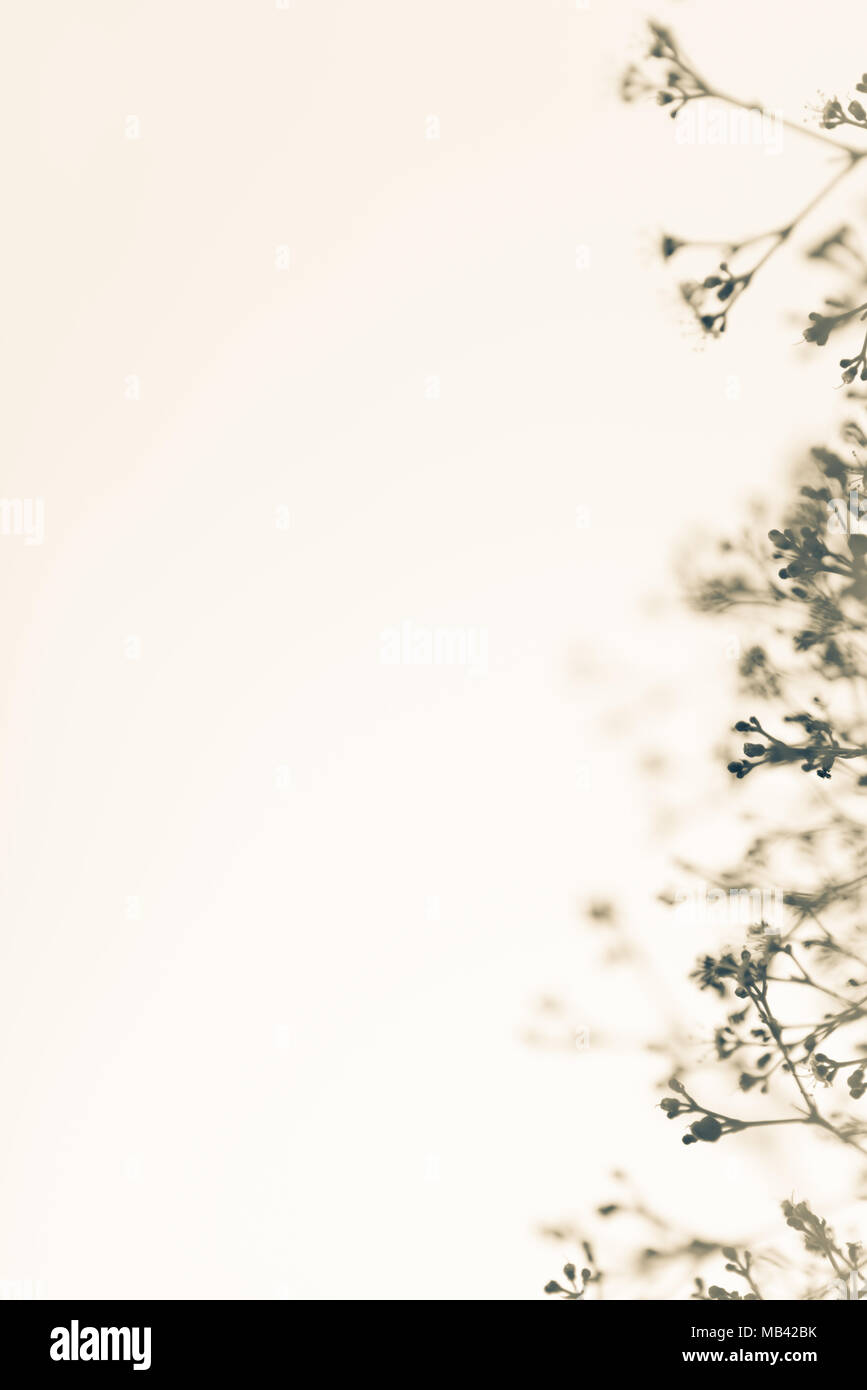 Natur vegetation Hintergrund mit zarten zerbrechlichen Zweige voller weiches Licht. Viel Kopie Raum auf der linken Seite. Vertikale Stockfoto
