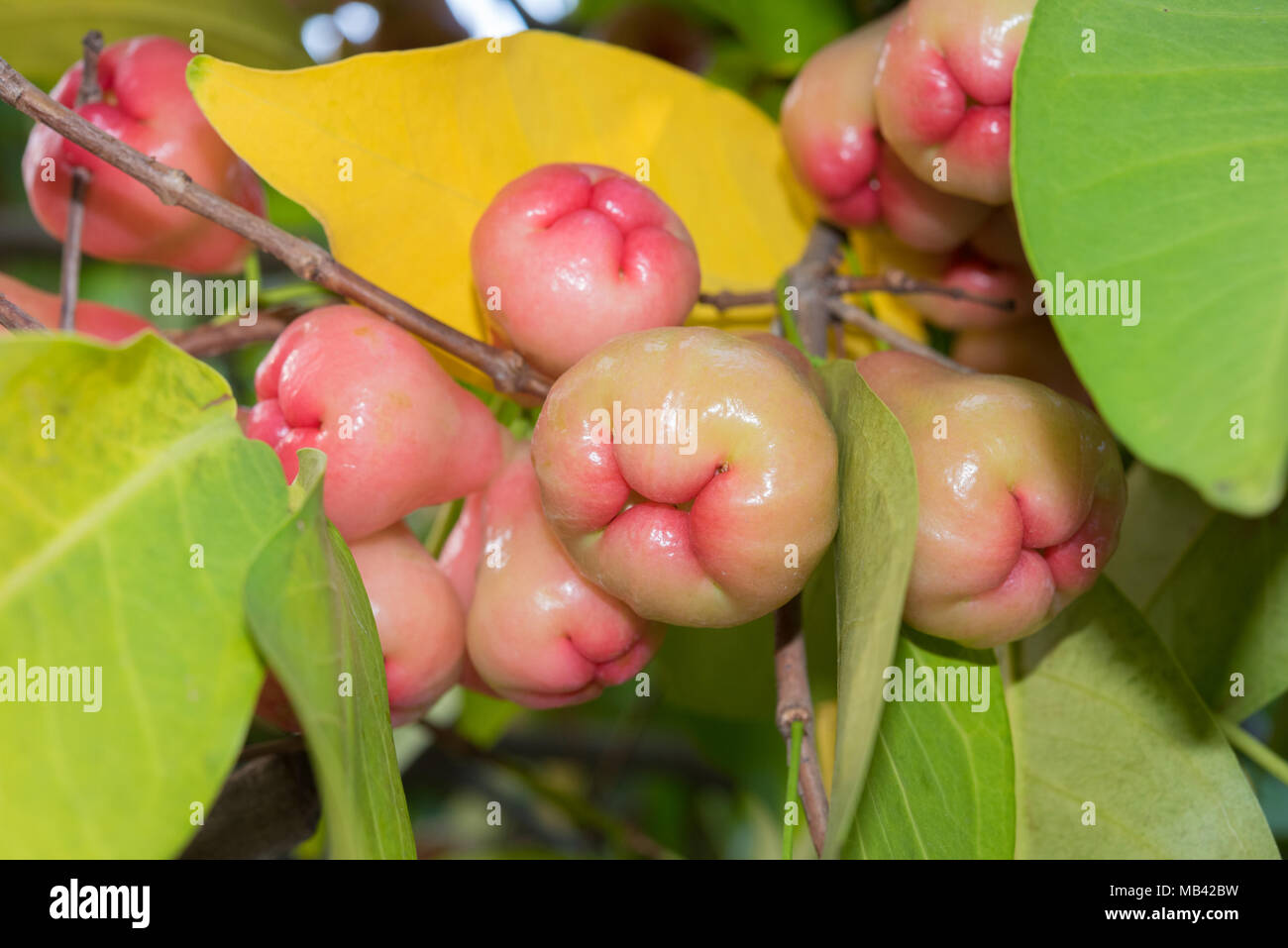 Syzygium Früchte und Blätter auf einem Baum in einem Garten. Wasser stieg Apple in Thailand Stockfoto