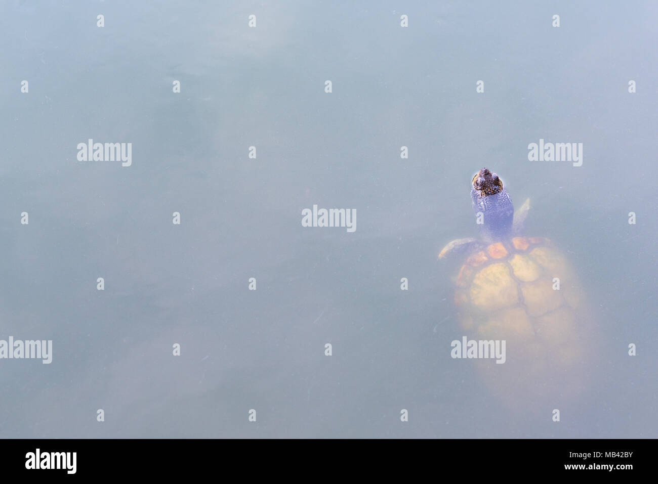 Natur Hintergrund mit hellen blauen Wasser und tropische Schildkröte. Wildlife von Thailand (Trat Provinz). Platz für Text Stockfoto