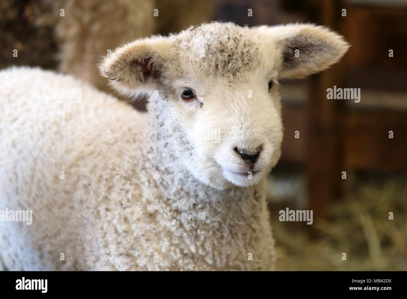 Ein kleines weisses Lamm in der Scheune auf dem Bauernhof Stockfoto