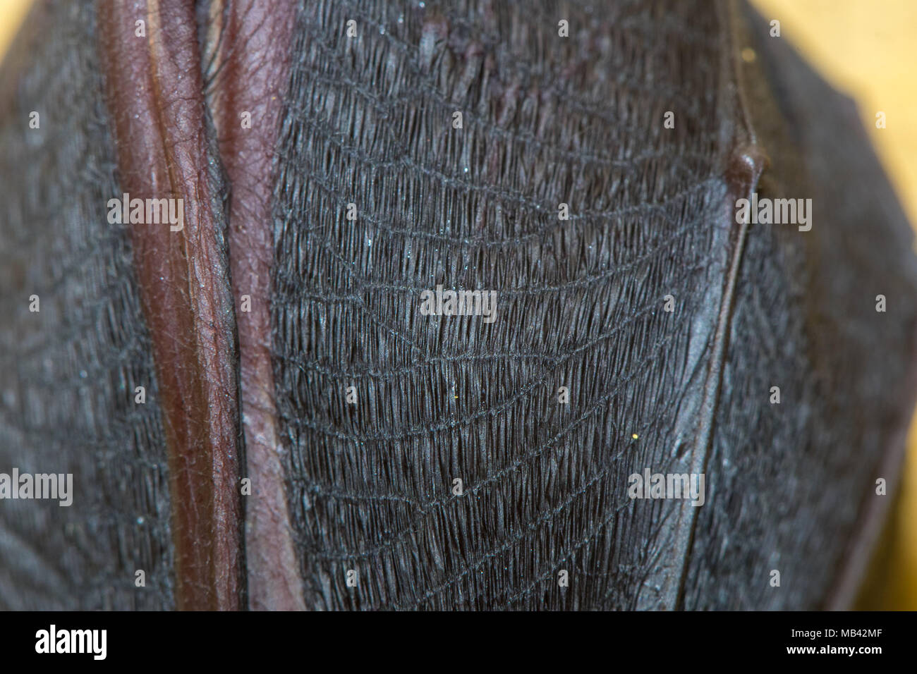 Kleine Hufeisennase (Rhinolophus hipposideros) Flügel. Nahaufnahme der seltene Fledermaus hängend von Rock in einer Höhle in Somerset, UK, die Haut der Flügel in Ruhestellung Stockfoto
