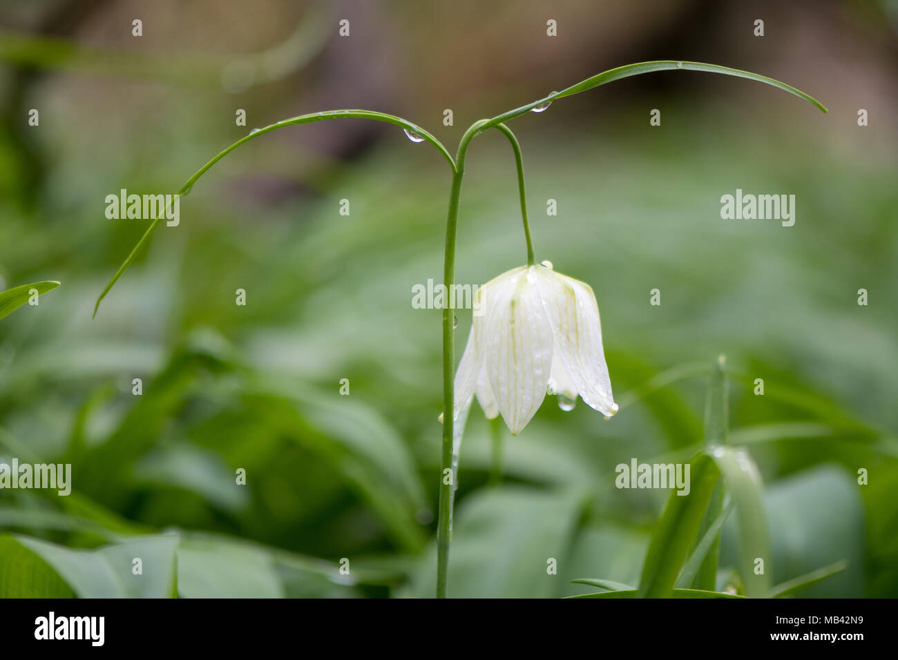 Weiß blühenden Snakes Kopf fritillary (Fritillaria meleagris). Weisse glockenförmige Blüte Frühling-blühenden Lampe in der Familie Liliaceae. Stockfoto