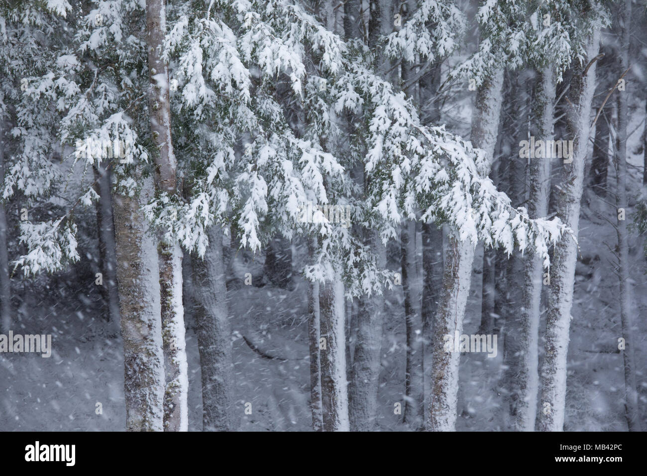 Blizzard in Halifax, Nova Scotia, Anfang März. Stockfoto