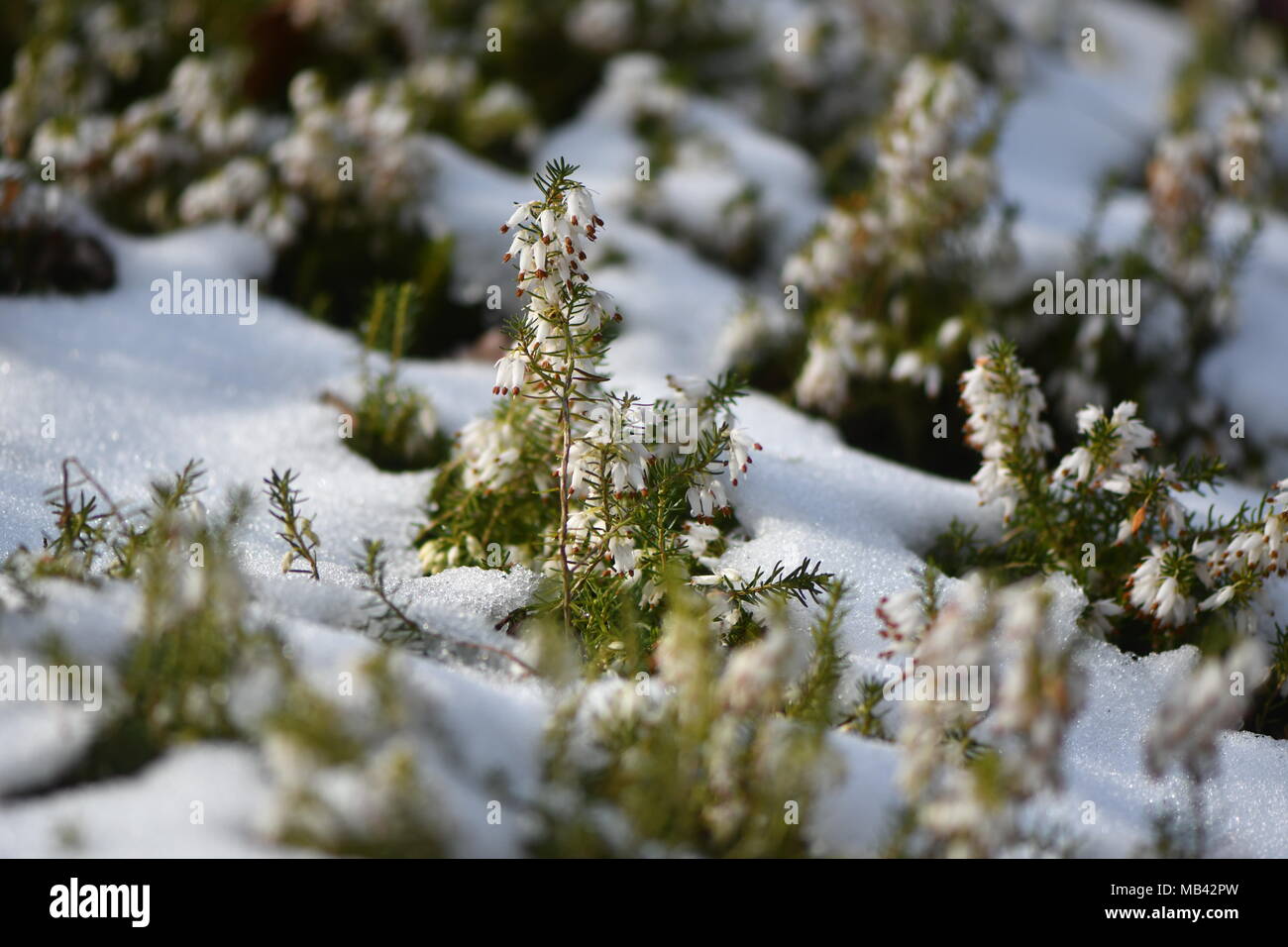 White Heather (Erica sp.) Blüte im Schnee. Weiße Blüten einer gemeinsamen Heather Pflanze in der Familie Ericaceae Stockfoto