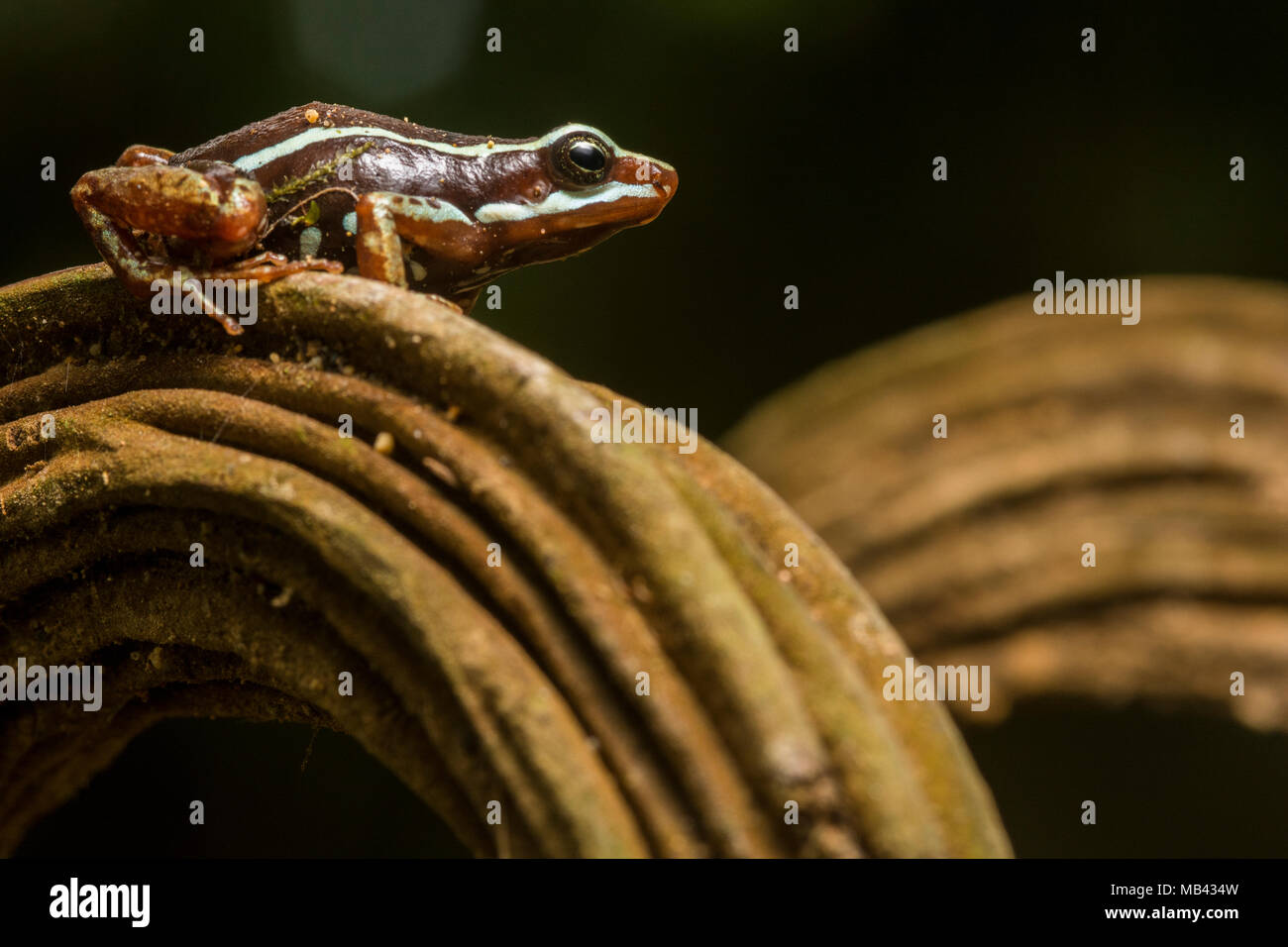Anthony's Pfeilgiftfrosch (Epipedobates anthonyi) aus dem südlichen Ecuador, diese Art ist ein Alkaloid, das hat Potential als Schmerzmittel für die Menschen. Stockfoto