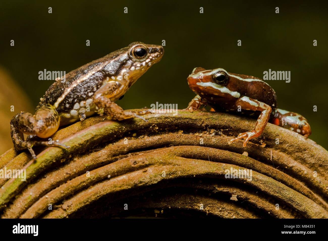 2 Gift Frösche nebeneinander zum Vergleich. Anthony's Pfeilgiftfrosch (Epipedobates anthonyi)&a Rocket frog (Hyloxalus infraguttatus). Stockfoto