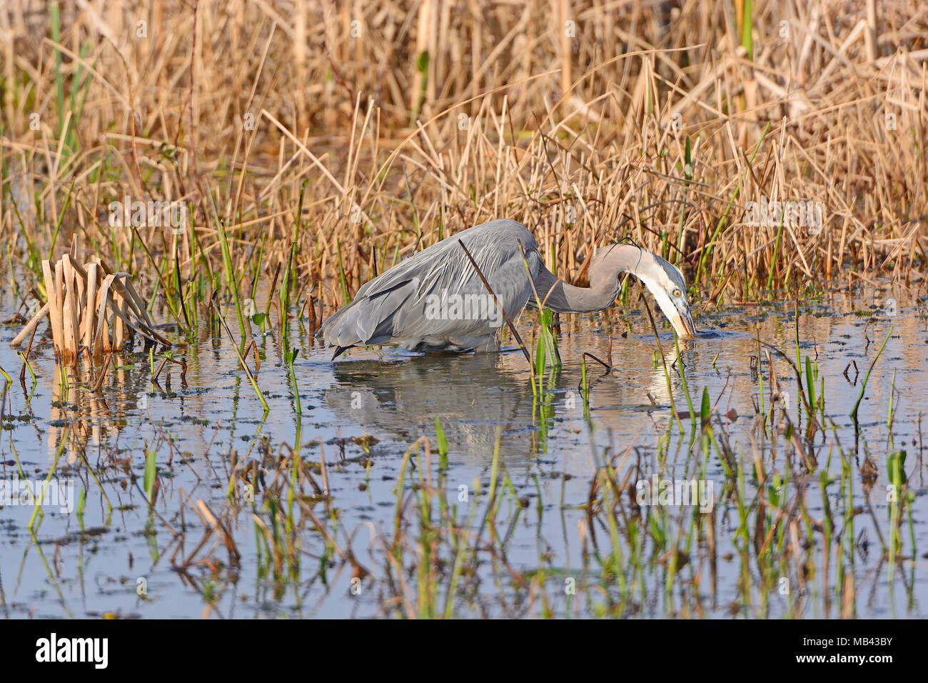 Great Blue Heron auf der Suche nach Beute in die Cameron Prairie National Wildlife Refuge in Louisiana Stockfoto