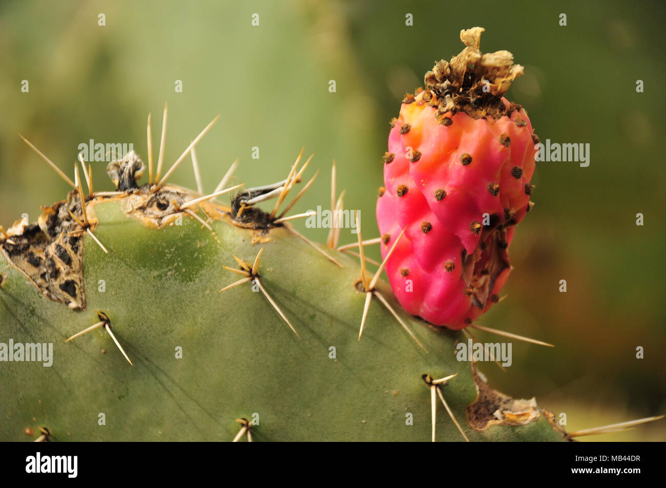 Feigenkaktus (Opuntia Mühle) Obst auf einem Kaktus. Marokko GHigh Atlasgebirge. Stockfoto