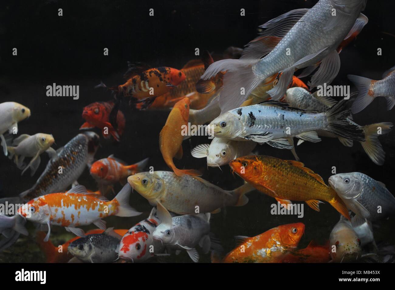 Orange und Weiß japanischen Koi (Cyprinus rubrofuscus) Stockfoto