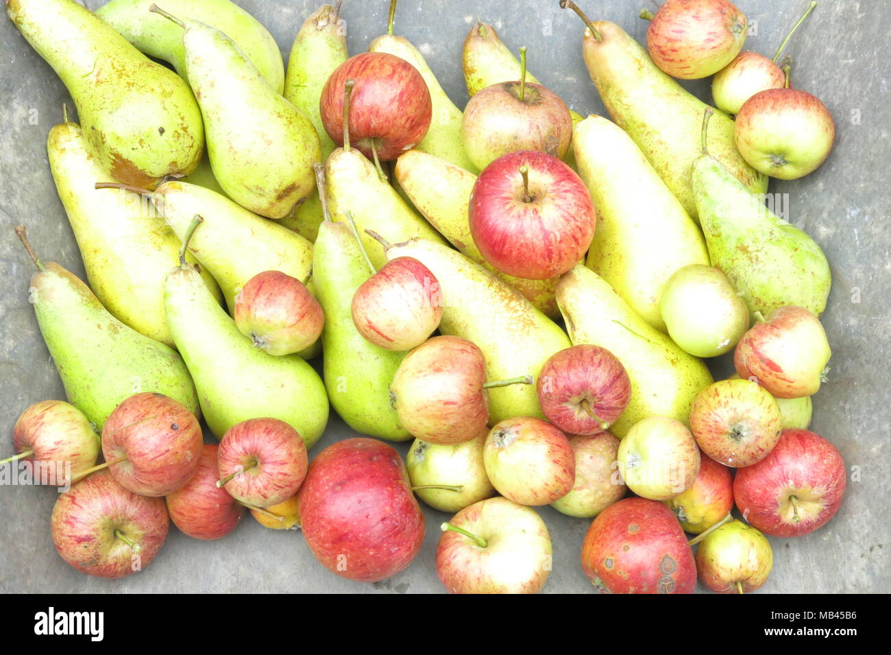 Eine Ernte von homegrown Äpfel und Birnen in der Schubkarre gesammelt Stockfoto