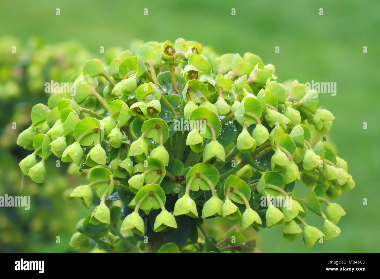 Nahaufnahme eines Euphorbia Flower Head, mit seinen schönen glockenförmigen Blüten Stockfoto
