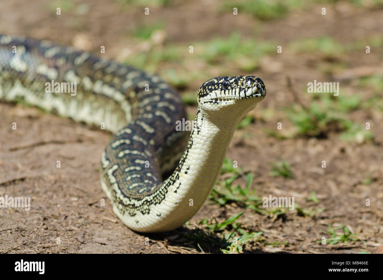 Australische Schlange - Diamond Python, Teppich Python Stockfoto