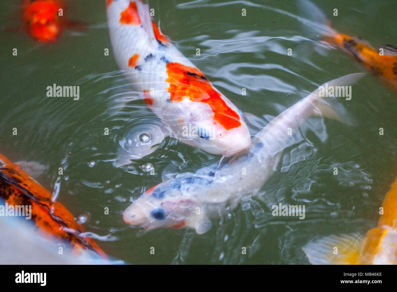 Japan fisch Anruf Karpfen oder Koi Fisch bunt, viele Fische viele Farbe Schwimmen im Teich. Stockfoto