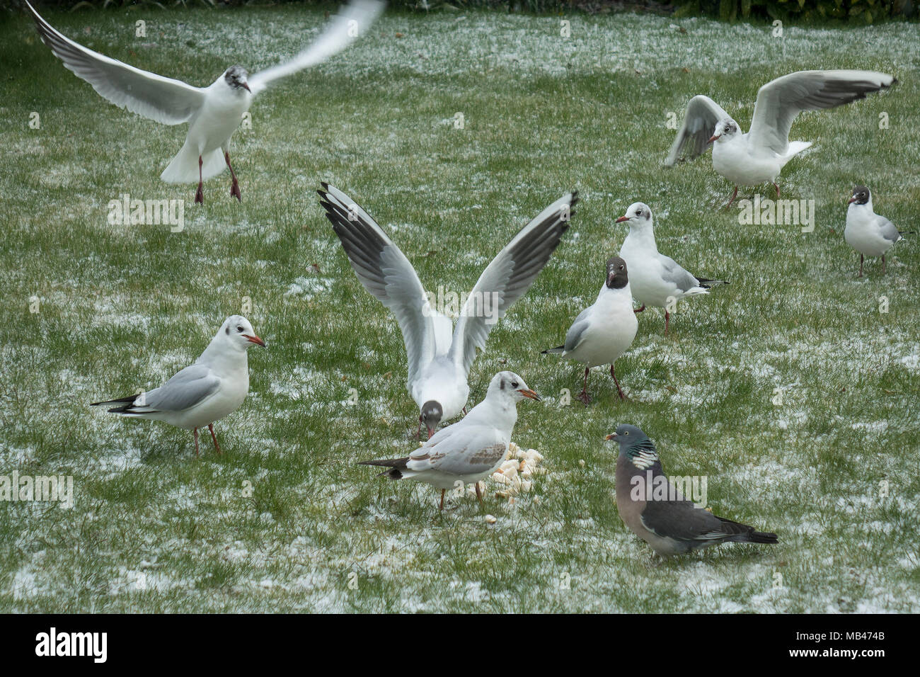 Vögel füttern auf schneebedeckten Boden Stockfoto