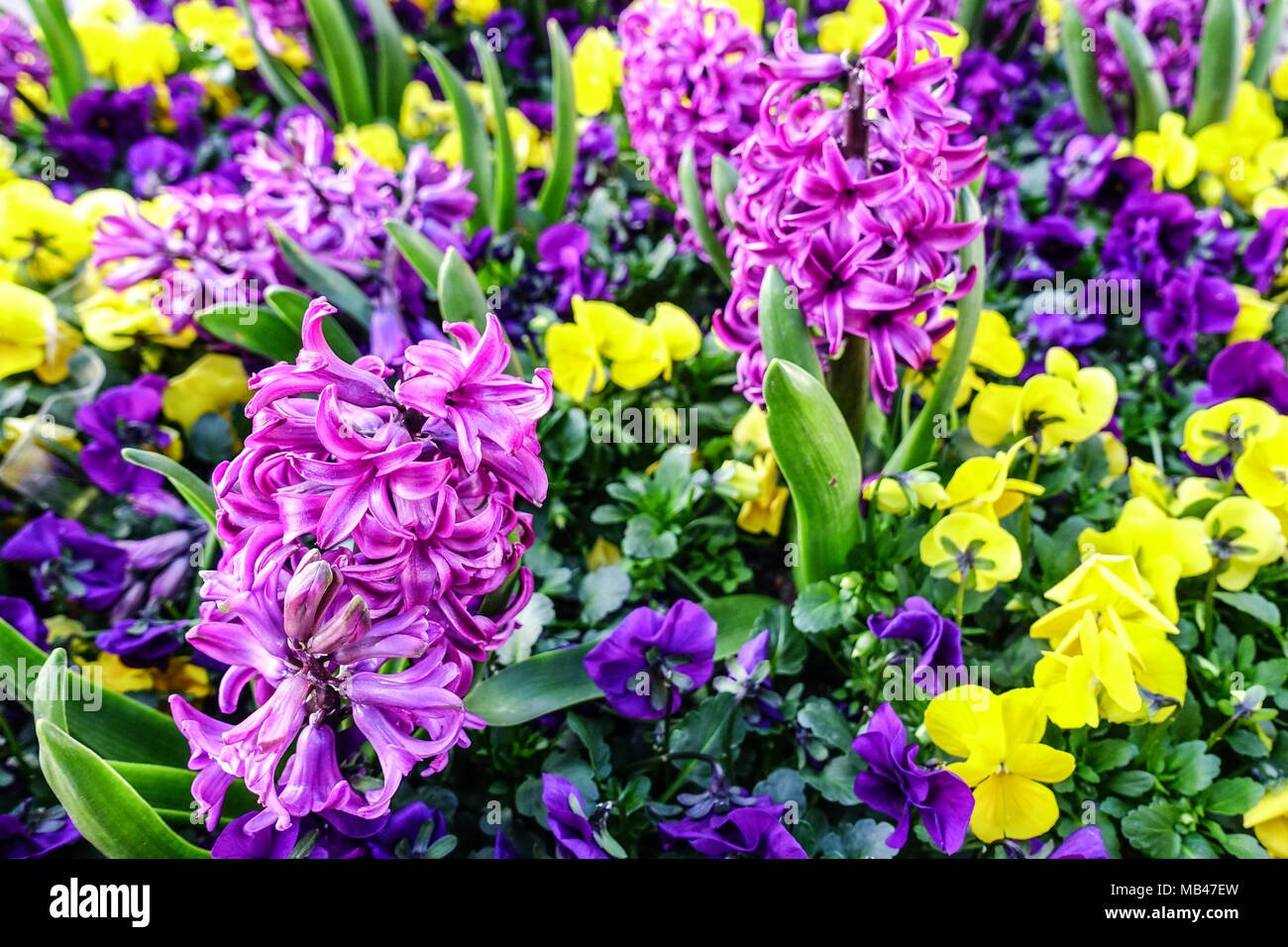 Gemischte Hyacinthus und Pansies, Viola, Frühlingsblumen Frühlingsbettpflanzen Stockfoto