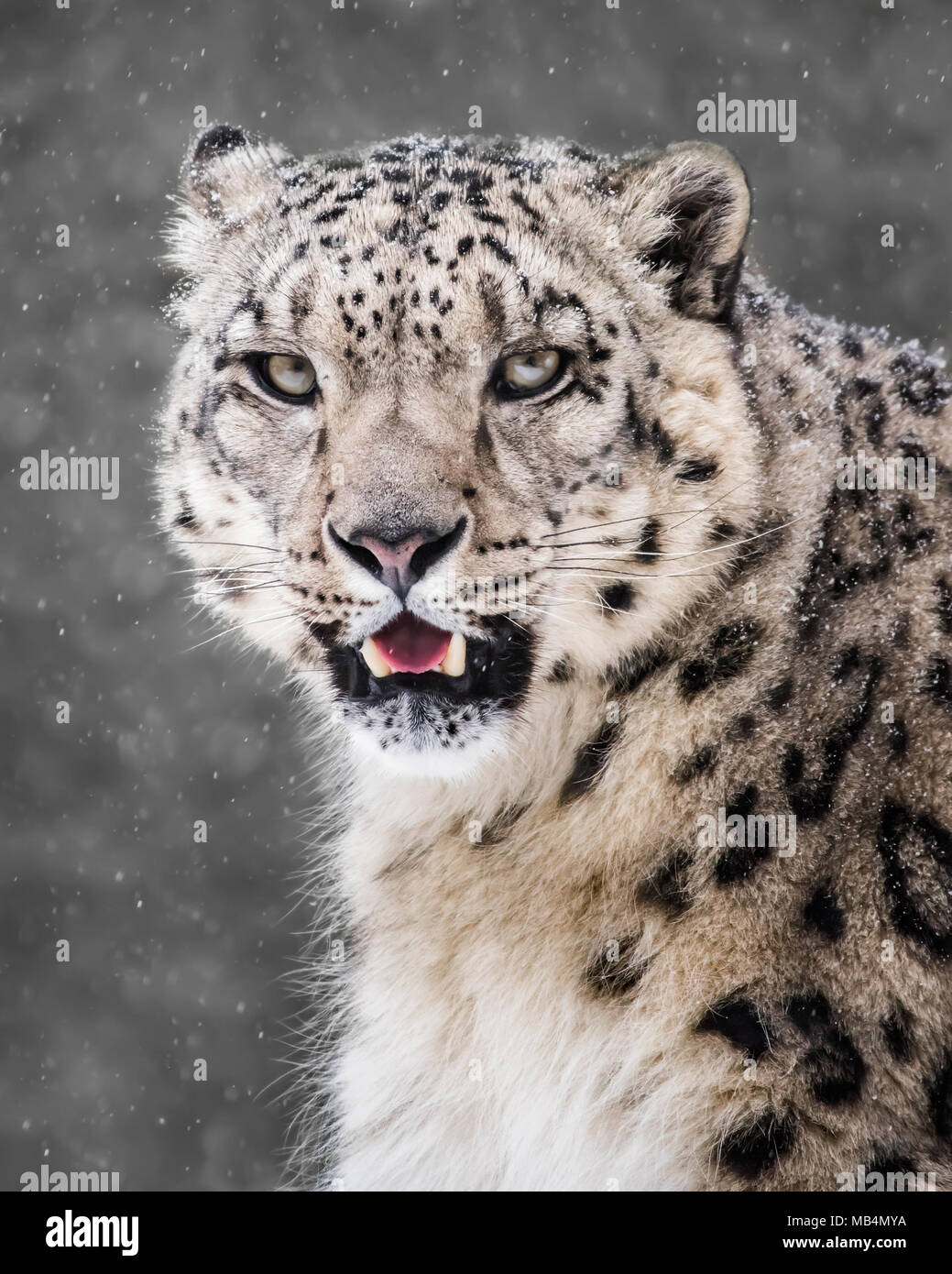 Frontale Porträt einer Snow Leopard in einem Schneesturm gegen ein fleckiges grauer Hintergrund Stockfoto