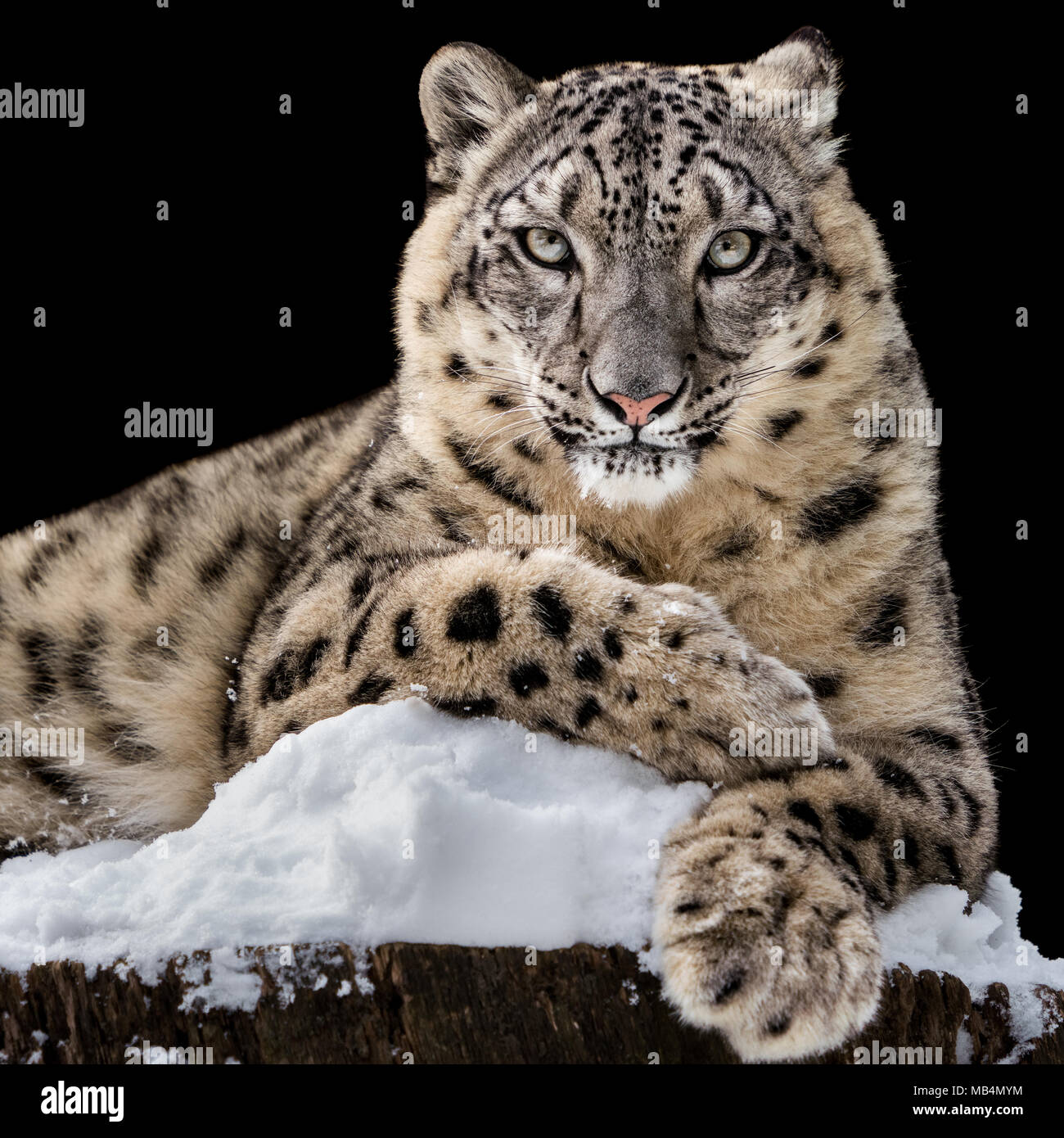Frontale Portrait von Snow Leopard auf schwarzem Hintergrund Stockfoto