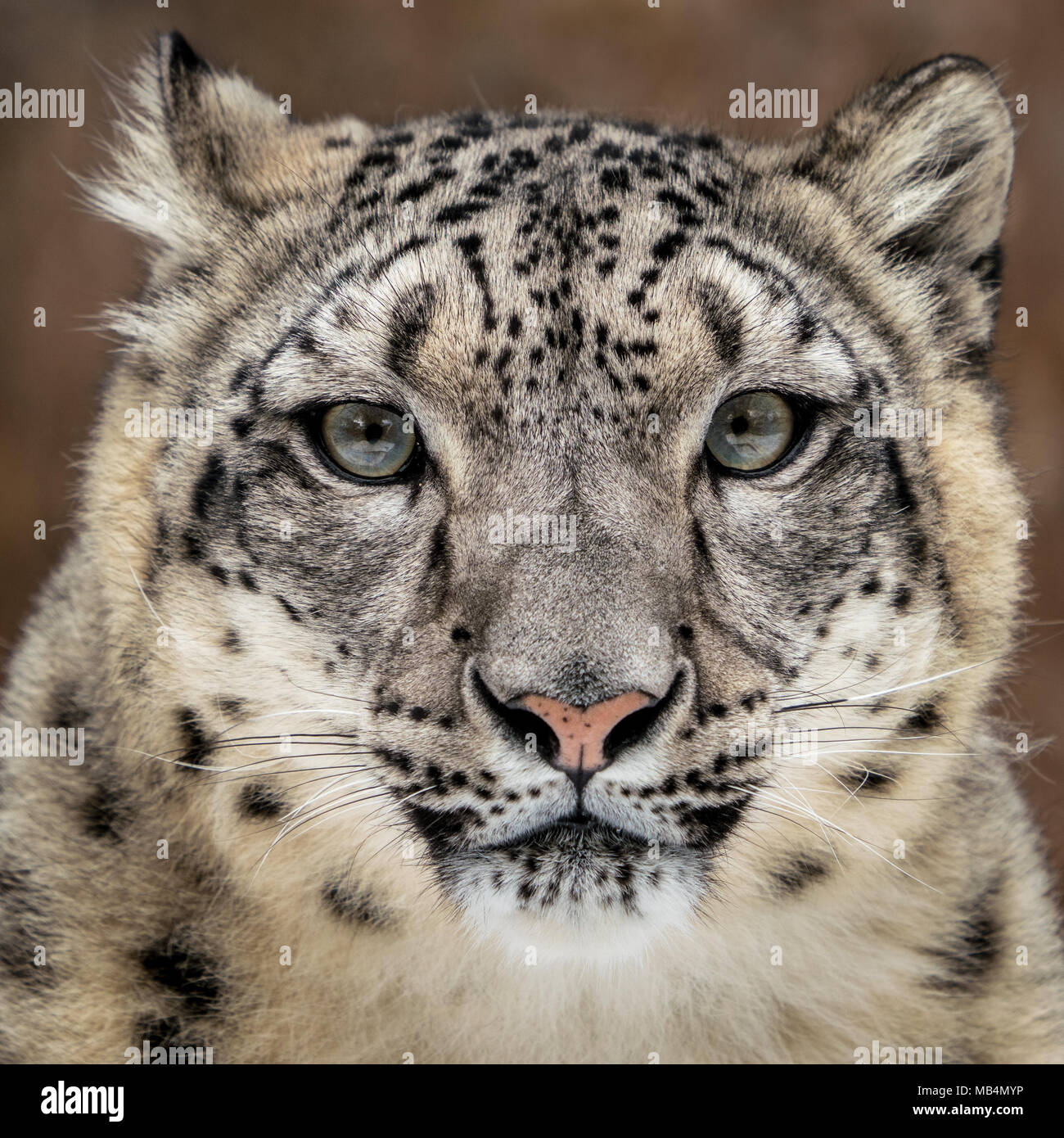 Frontale Portrait von Snow Leopard gegen Coloful Hintergrund Stockfoto