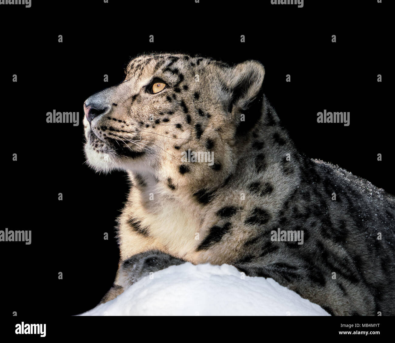 Porträt einer Snow Leopard sitzend im Schnee und in der Sonne aalen Stockfoto