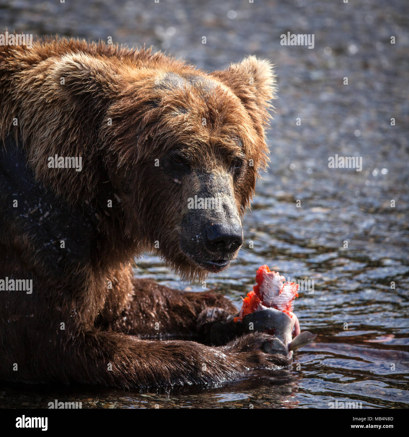 Ein männlicher Braunbär genießt eine Mahlzeit von Lachs an den Bächen fällt. Stockfoto