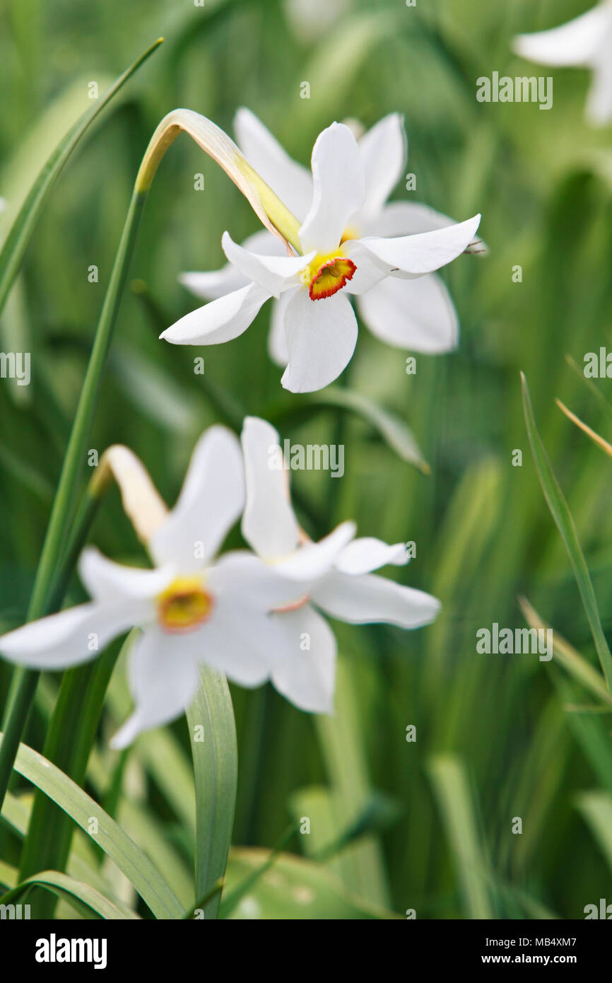 Narzisse (Narcissus) Stockfoto