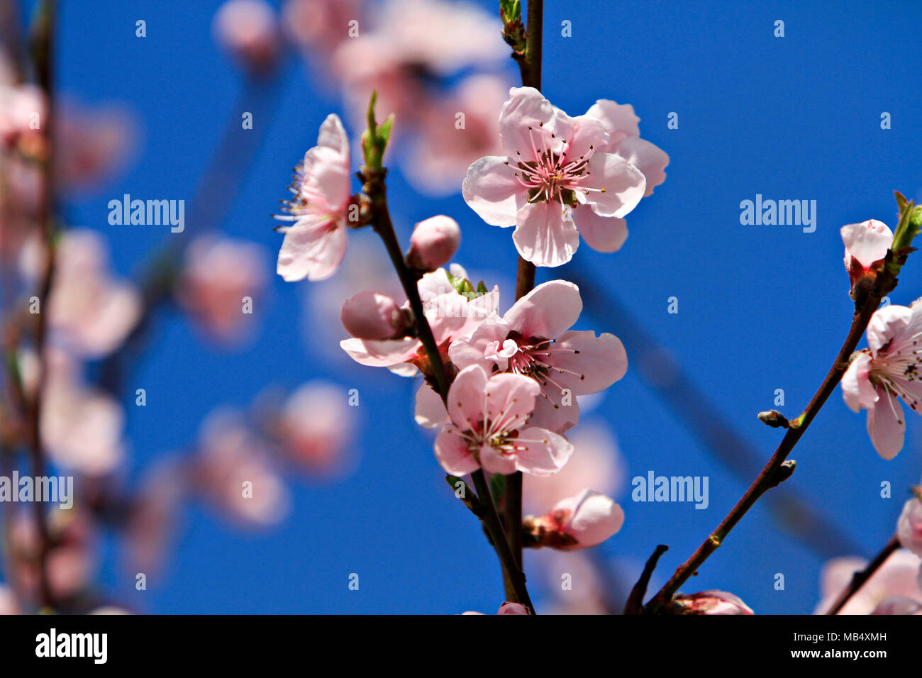 blühende Pfirsichbäume Baum Stockfoto