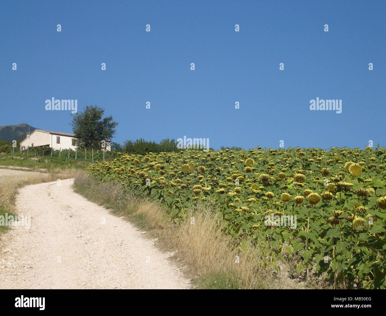 Schmutzige Straße bergauf entlang Sonnenblumen Feld zu einem weißen Bauernhaus, Marche, Italien Stockfoto