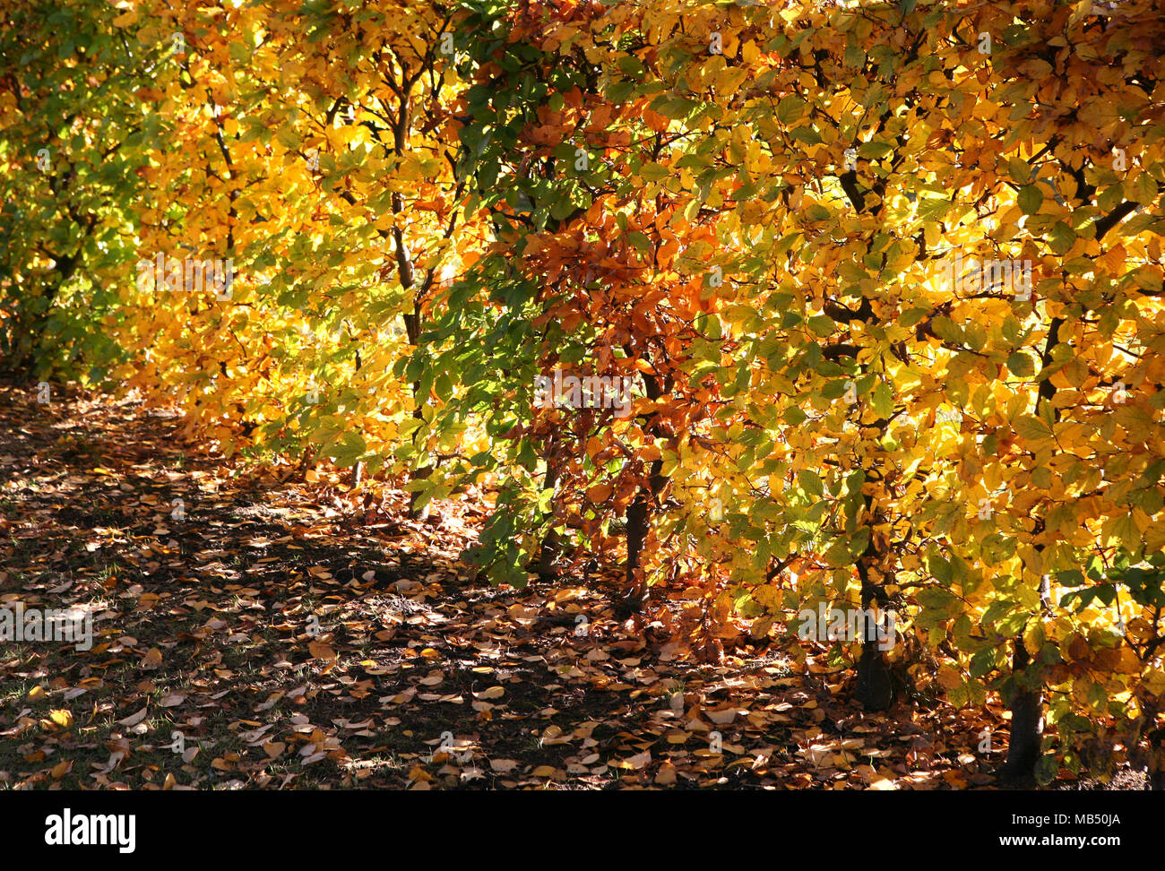 Bush Herbstlaub Zaun gelb braun grün Herbst Stockfoto