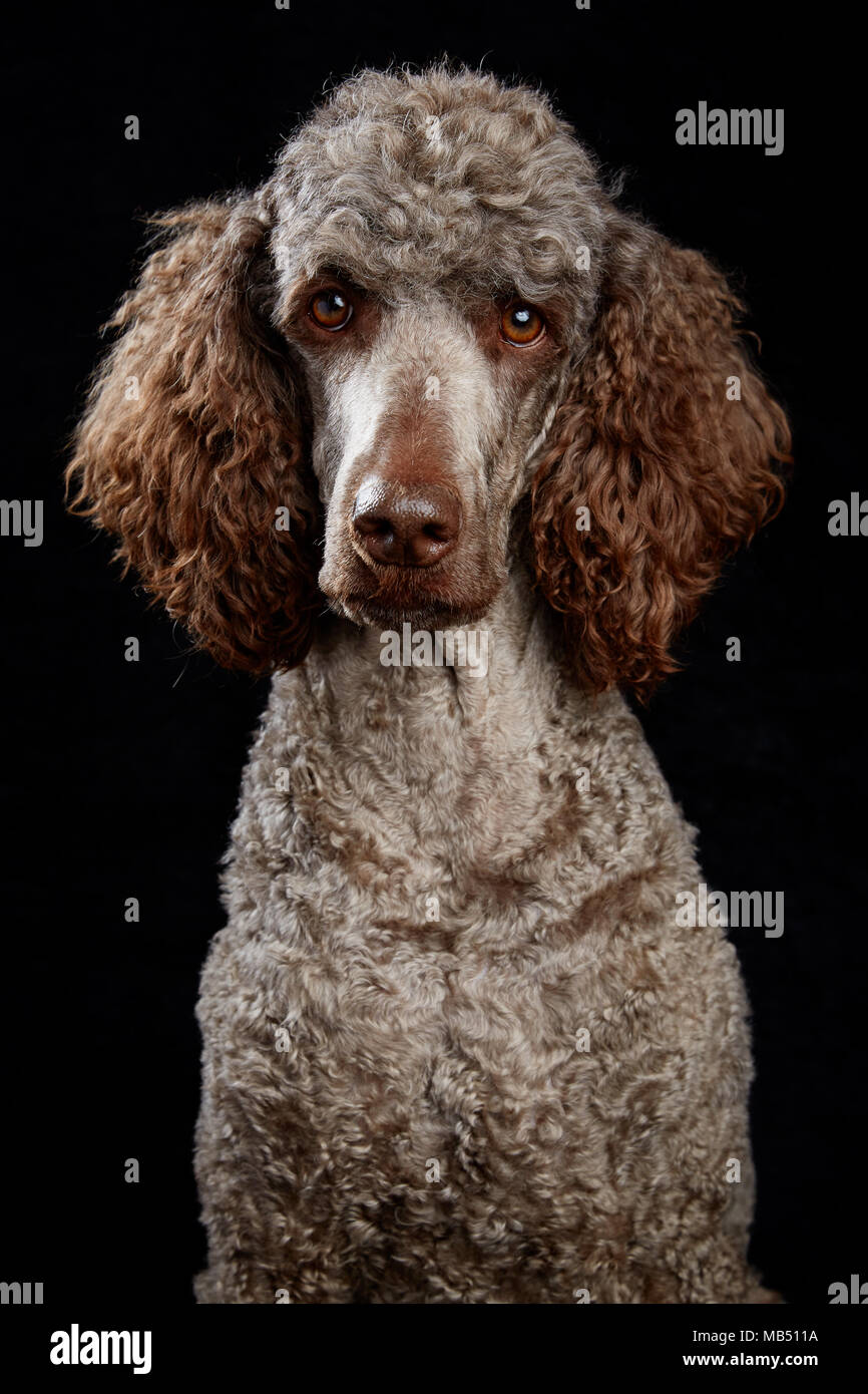 Braun Pudel im Studio Portrait mit schwarzem Hintergrund Stockfoto