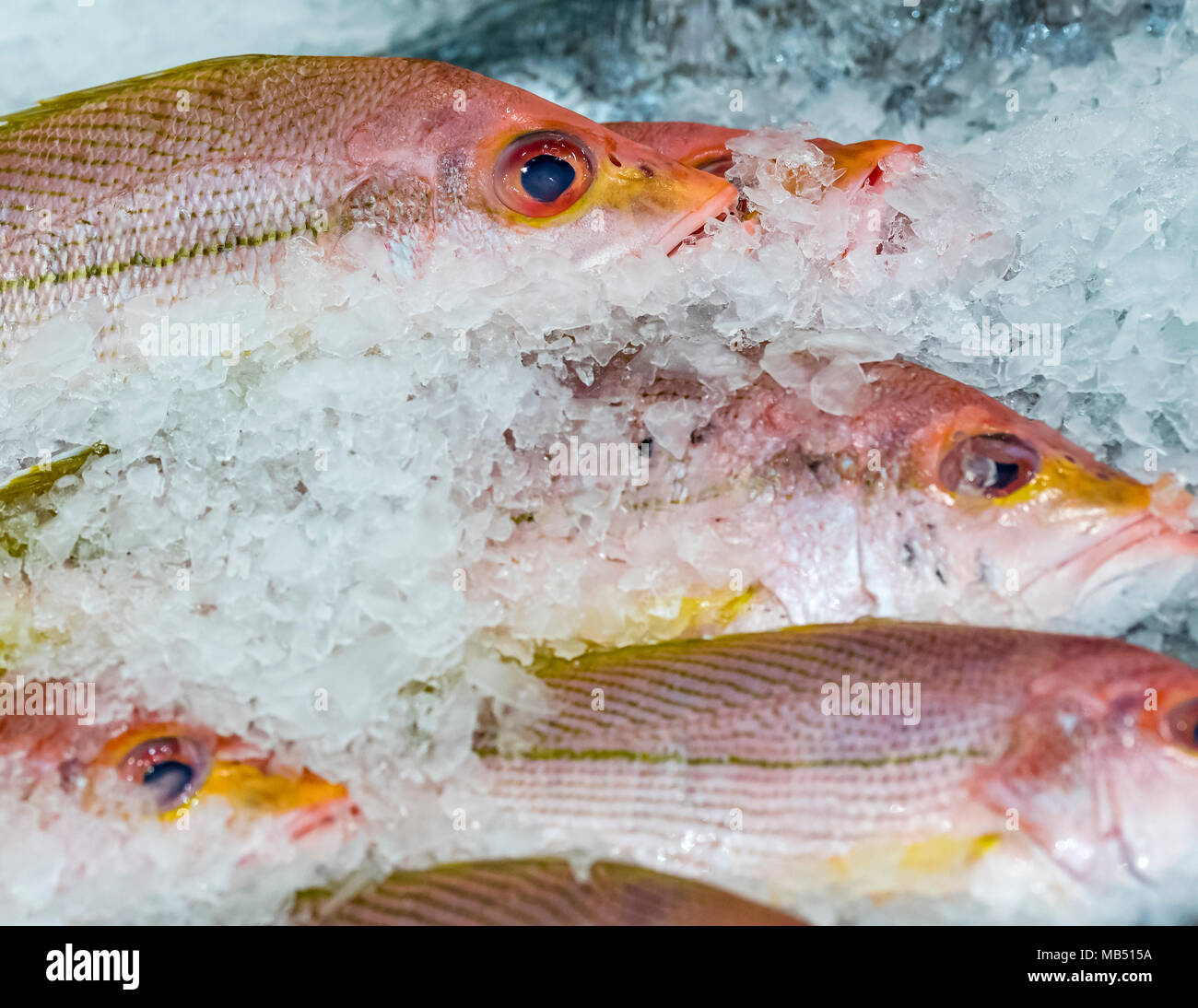 Frische Husar Fische mit Eis. Frische Husar Fische auf dem Markt angezeigt, Seitenansicht. Stockfoto