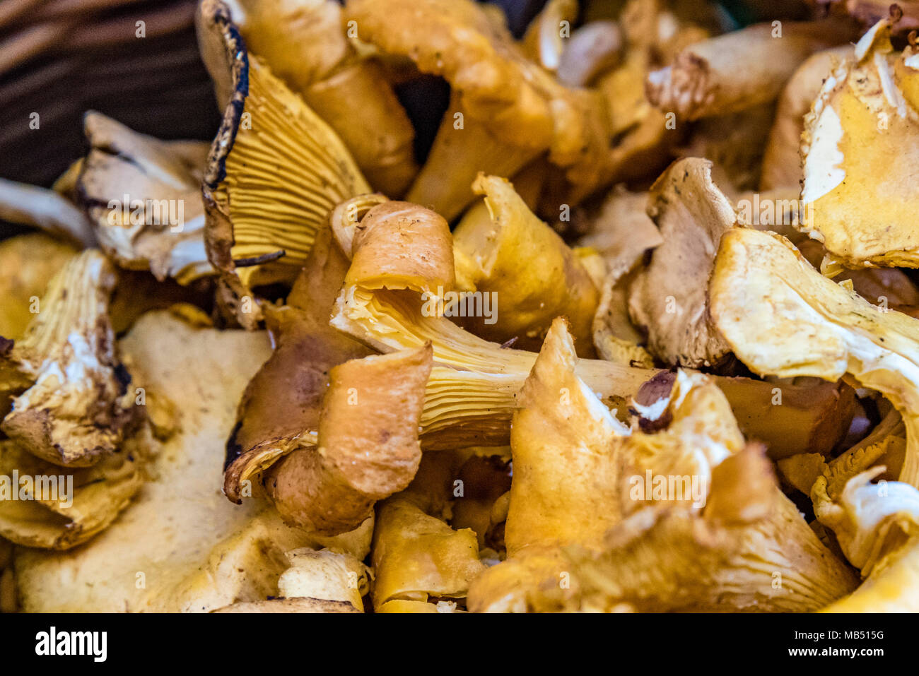 Stapel von Pfifferlingen, selektiven Fokus. Pfifferlinge auf dem Markt angezeigt, Seitenansicht. Stockfoto