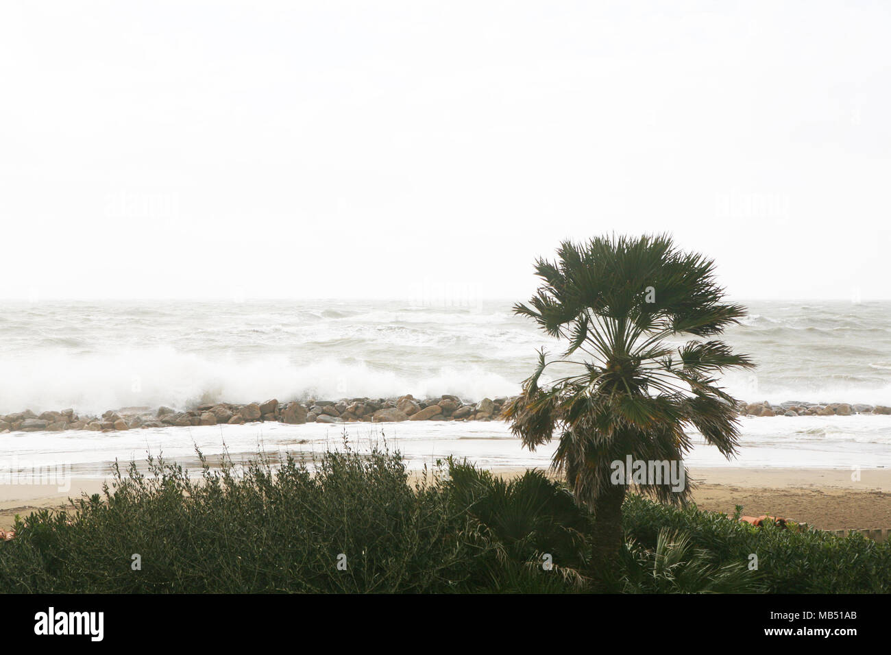 Palme bei einem Seesturm, Santa Severa, Italien Stockfoto