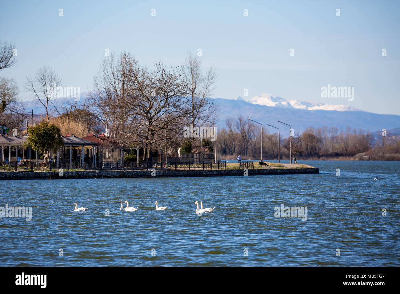 Sechs Schwäne schwimmen im See Stockfoto