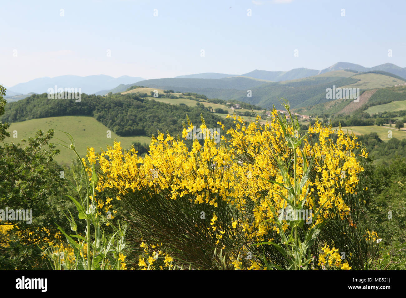 Landschaft Landschaft mit Besen Blumen und Hügel Stockfoto