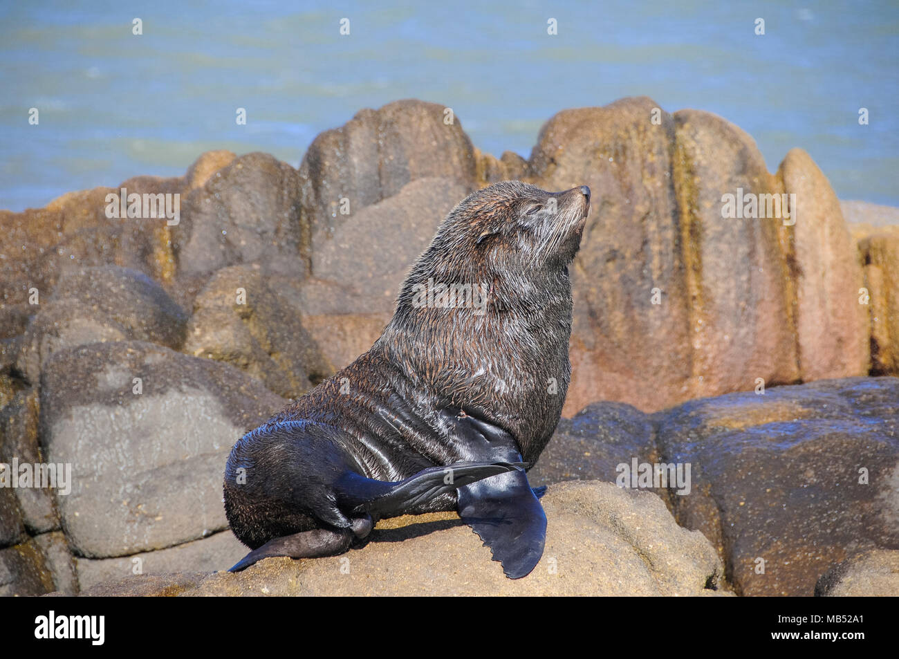 Südamerikanische Seelöwe (Otaria flavescens), Cabo Polonio Nationalpark, Provinz Rocha, Uruguay Stockfoto Südamerikanische Seelöwe (Otaria flavescens), Cabo Polonio Nationalpark, Provinz Rocha, Uruguay Stockfoto