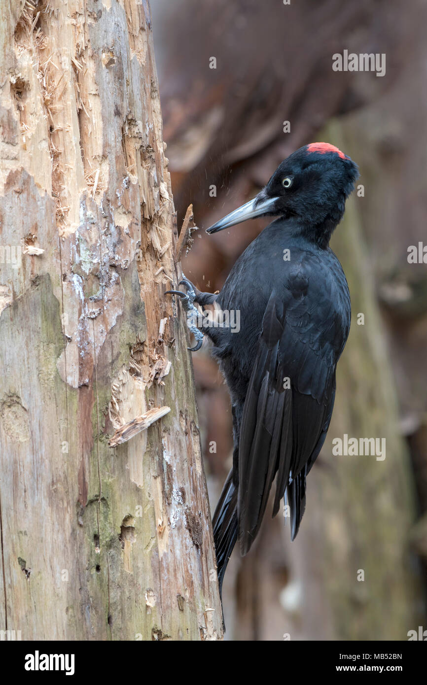 Schwarzspecht (Dryocopus martius), auf der Suche nach Essen auf einem morschen Baum, Tirol, Österreich Stockfoto