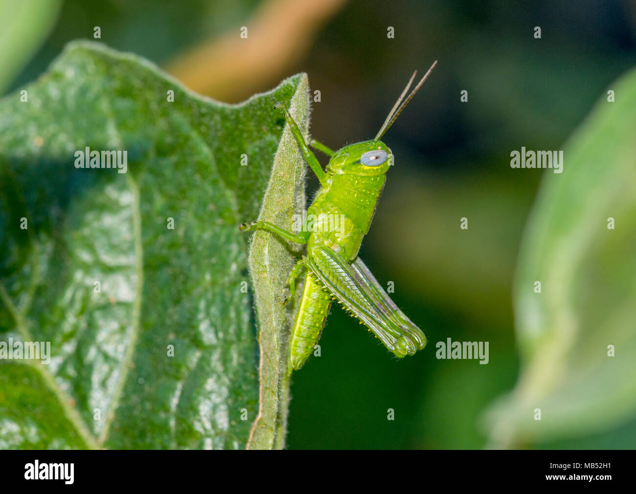 Riesige Heuschrecke Nymphe, Brisbane, Australien Stockfoto